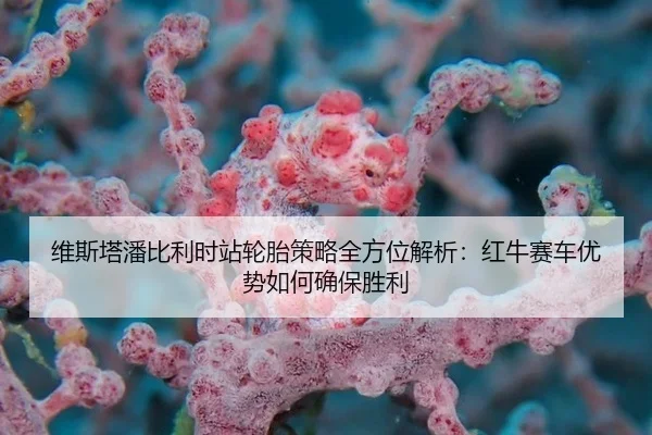 维斯塔潘比利时站轮胎策略全方位解析：红牛赛车优势如何确保胜利