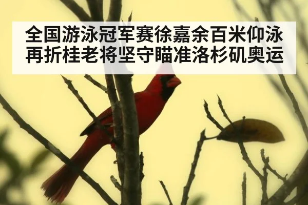 全国游泳冠军赛徐嘉余百米仰泳再折桂老将坚守瞄准洛杉矶奥运